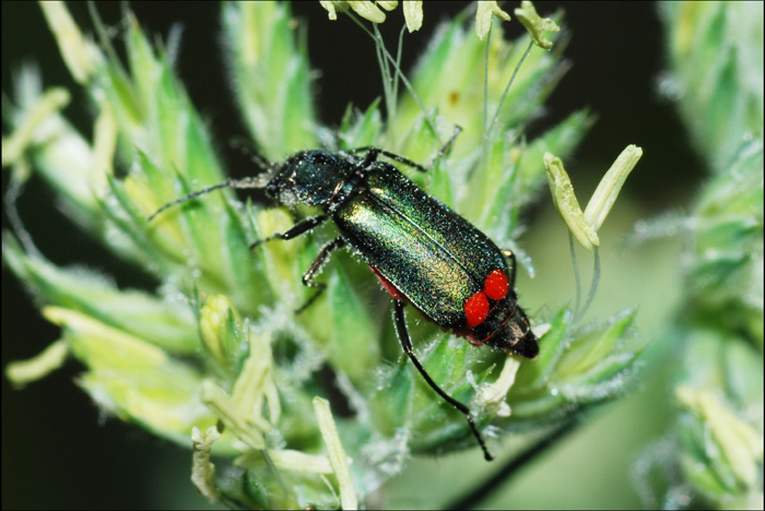 malachius bipustulatus?
